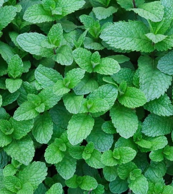 green-mint-leafs-fresh-herbs-e1741166411916 (1)
